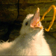 Image for article titled 5 Real Life Mouth Weapons More Terrifying Than Godzilla's Atomic Breath